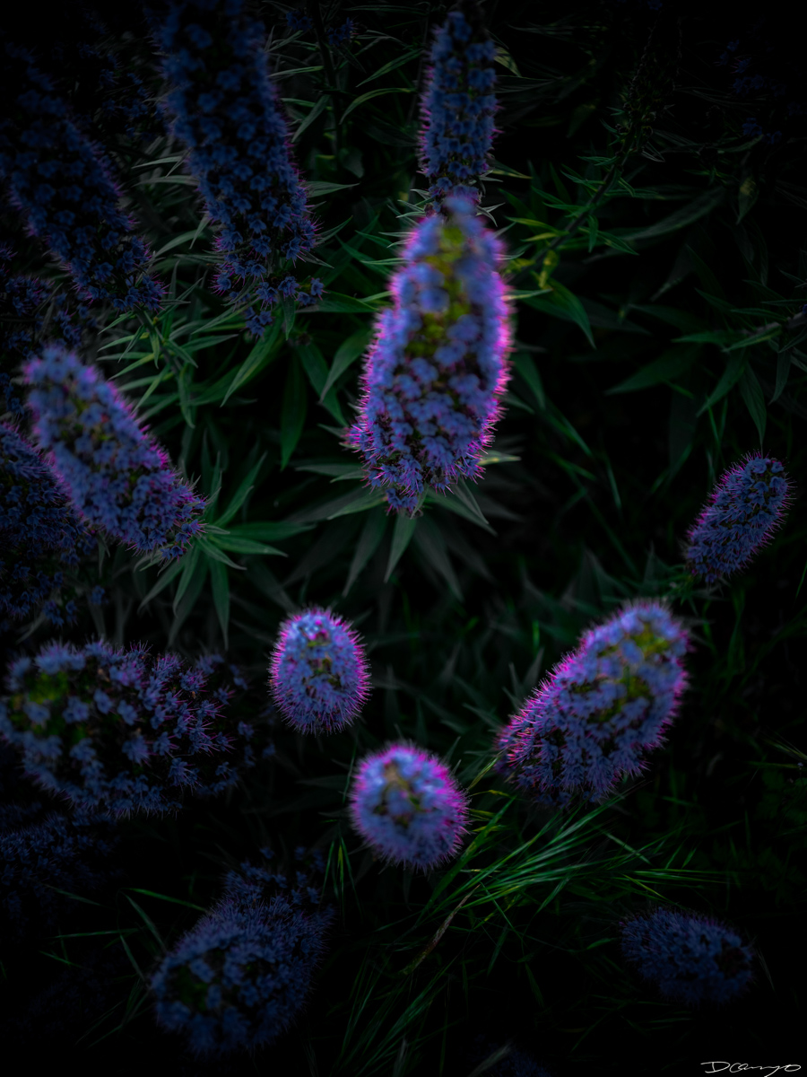 Pretty things that I wanted to take pictures of around Berkeley in 2023.